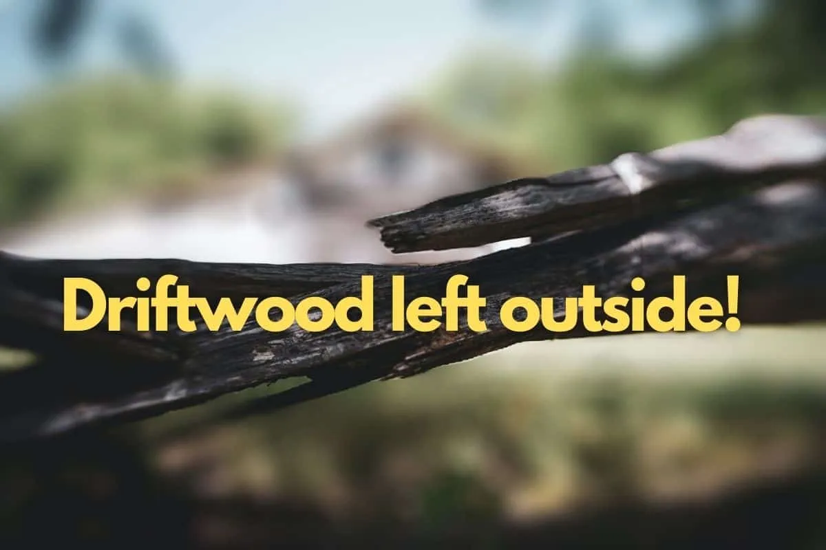 Driftwood left outside treatment