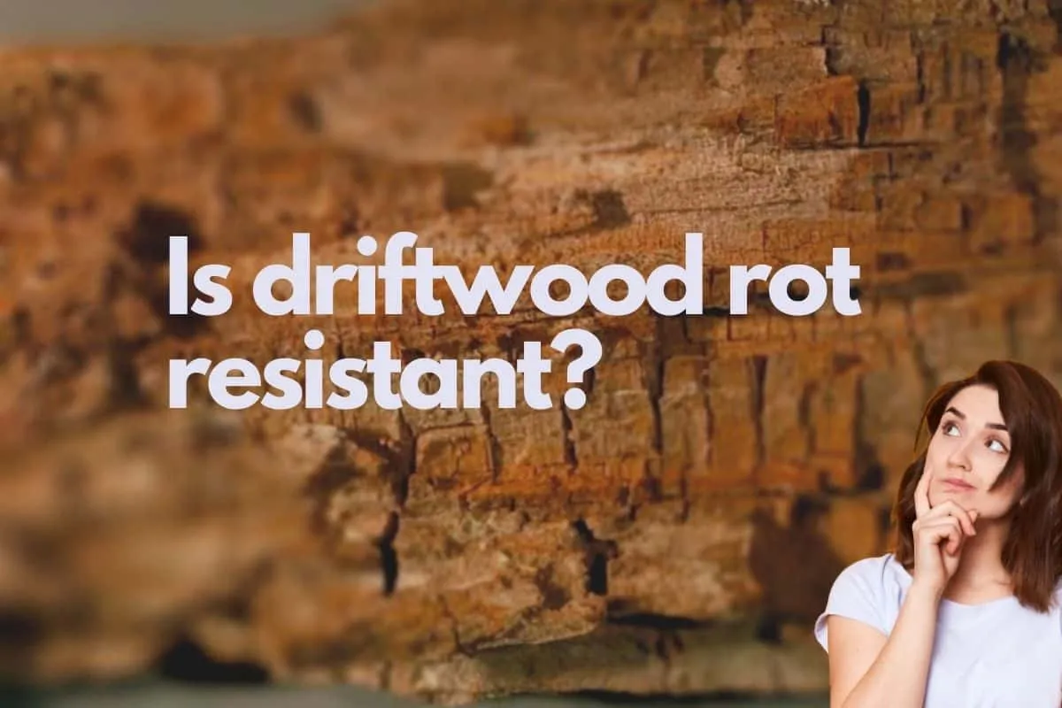 Driftwood rot resistance