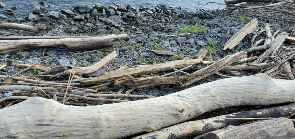 The Properties of Driftwood: A Comparison to Tree Wood