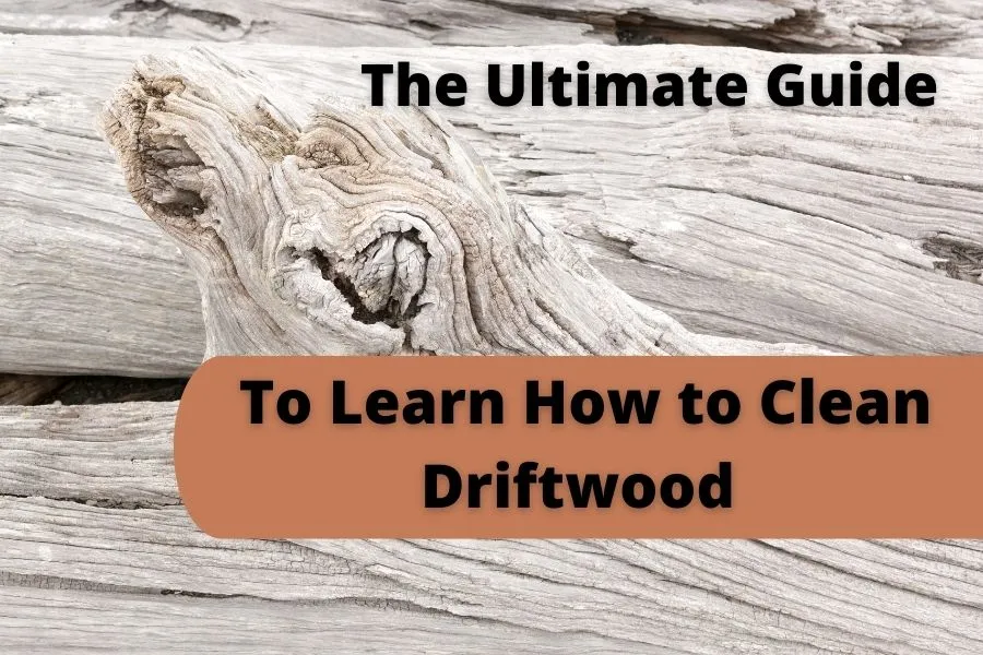 Ultimate guide to learn how to clean Driftwood