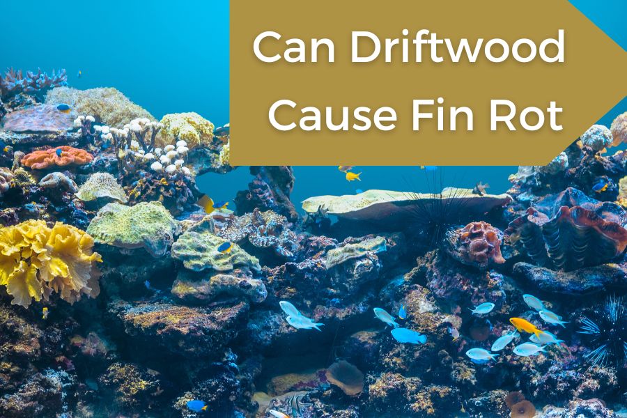 Can Driftwood Cause Fin Rot
