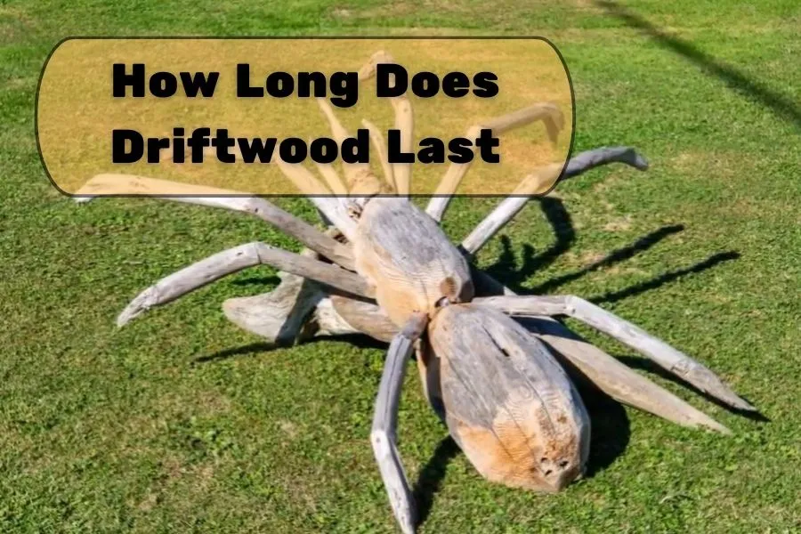How Long Does Driftwood Last