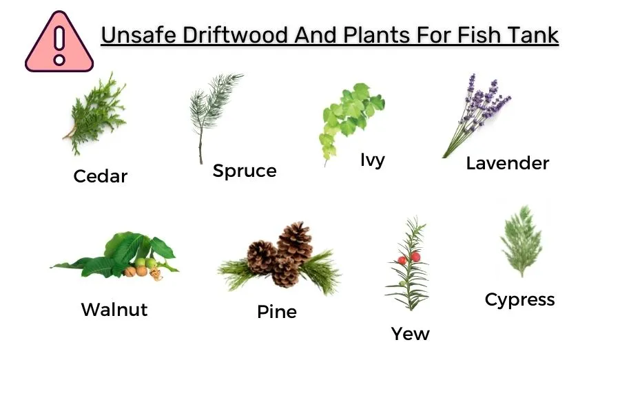 Unsafe-Driftwood-And-Plants-For-Fish-Tank-1