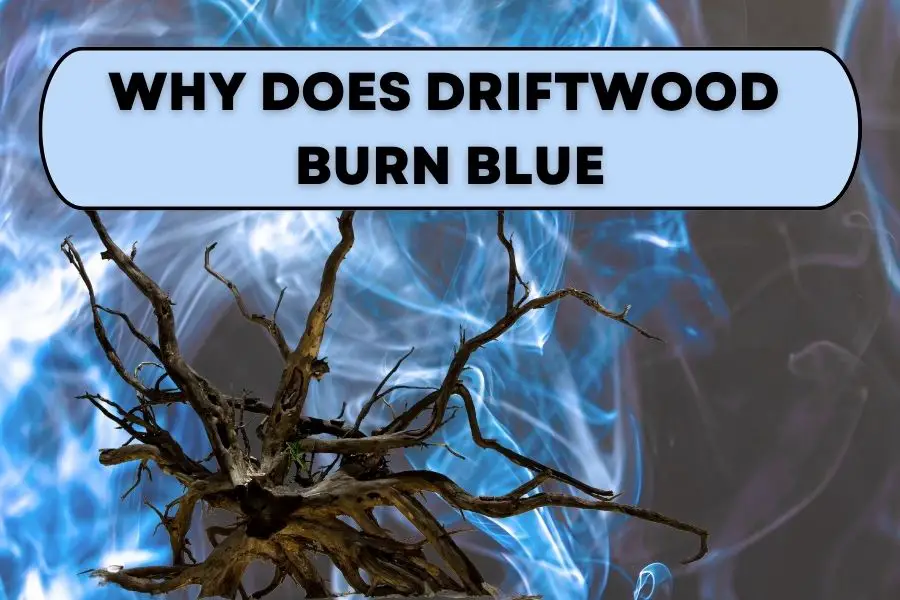 WHY DOES DRIFTWOOD BURN BLUE