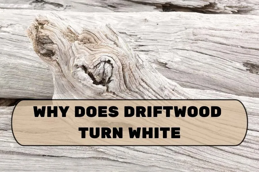 WHY DOES DRIFTWOOD TURN WHITE