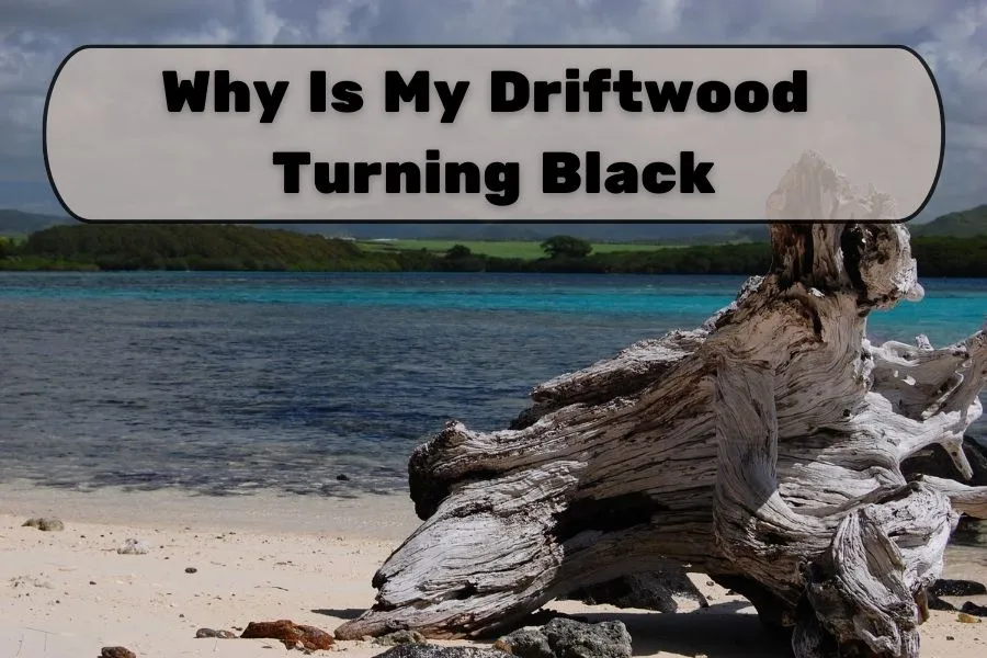 Why Is My Driftwood Turning Black