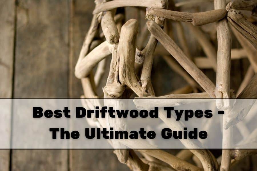Best Driftwood Types - The Ultimate Guide