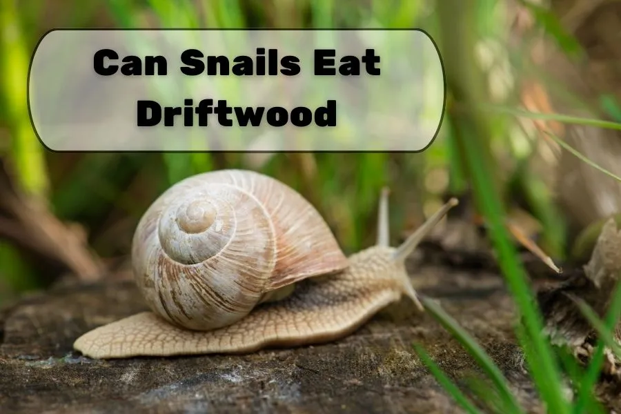 Can Snails Eat Driftwood