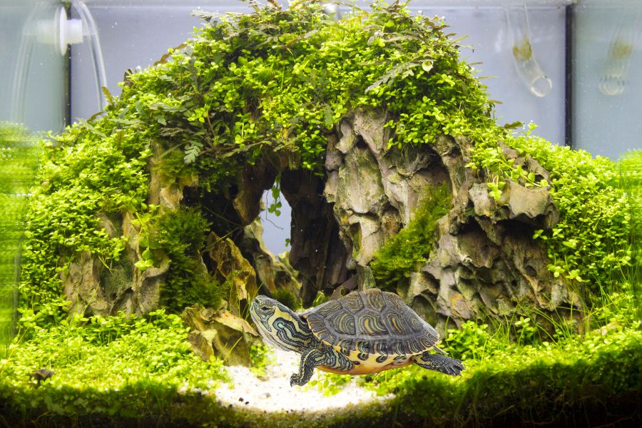Can-Turtles-Eat-Driftwood