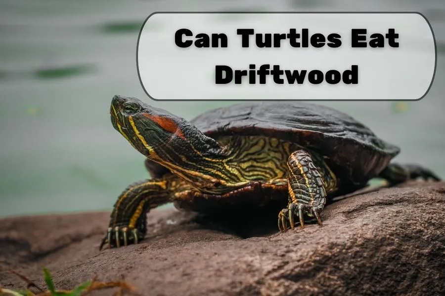 Can Turtles Eat Driftwood