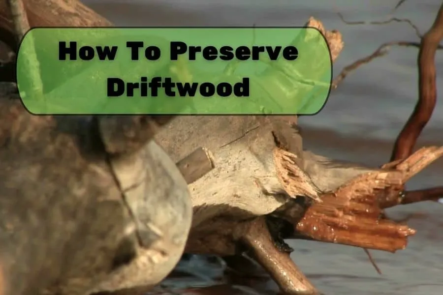 How To Preserve Driftwood_ 3 Easy Steps