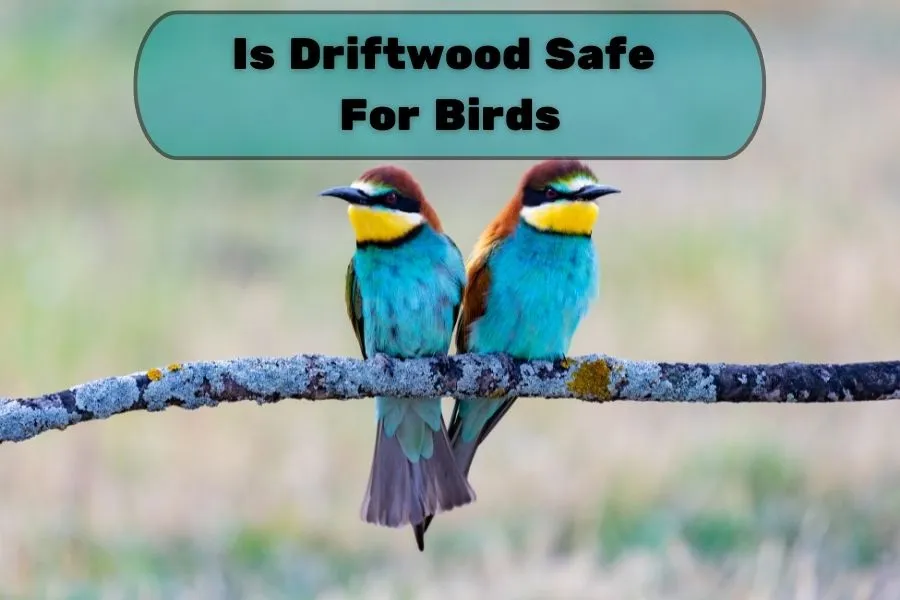 Is Driftwood Safe For Birds