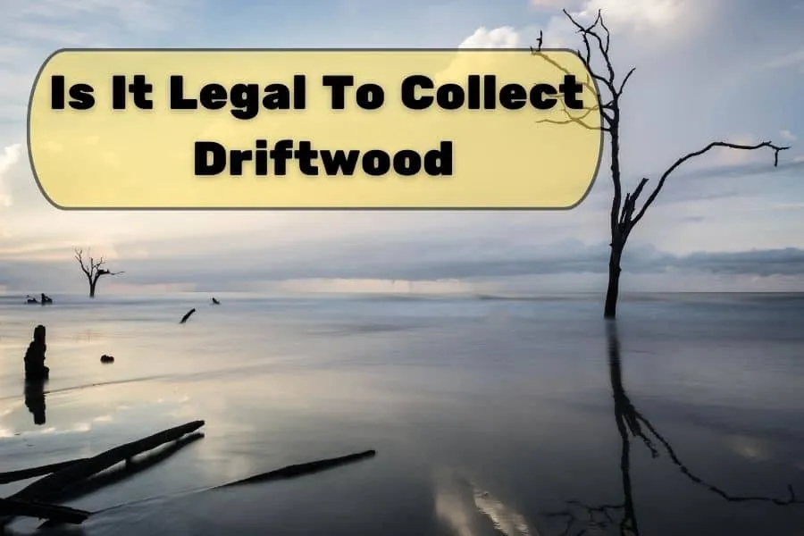 Is It Legal To Collect Driftwood