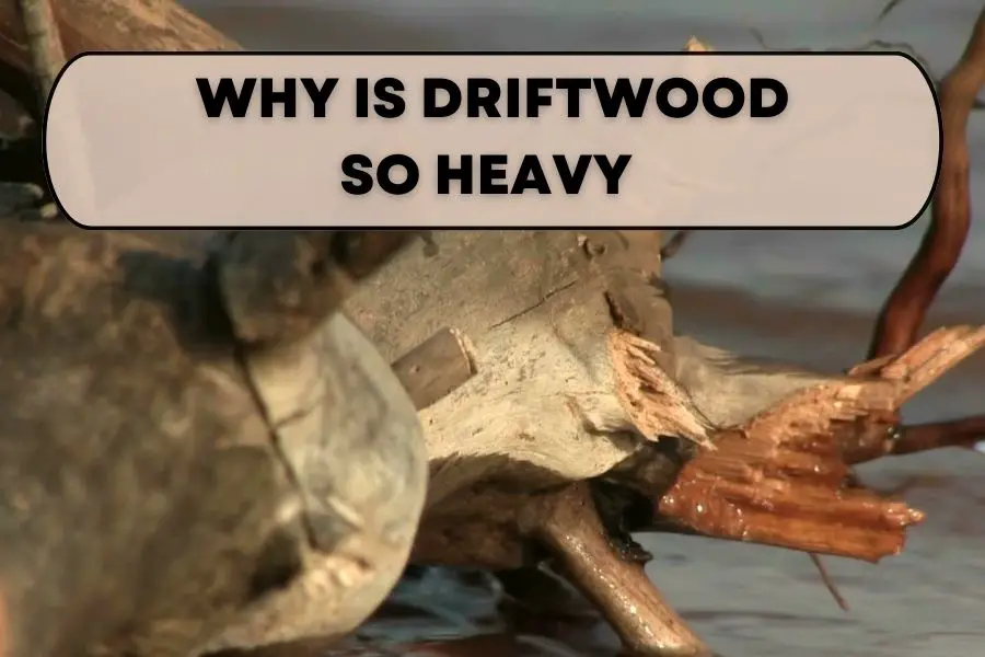 WHY IS DRIFTWOOD SO HEAVY