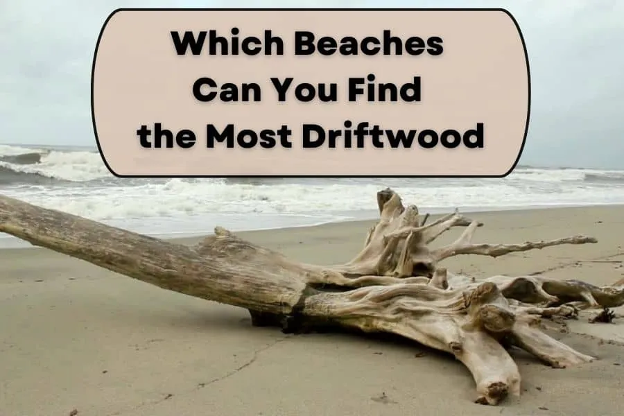Which Beaches Can You Find the Most Driftwood