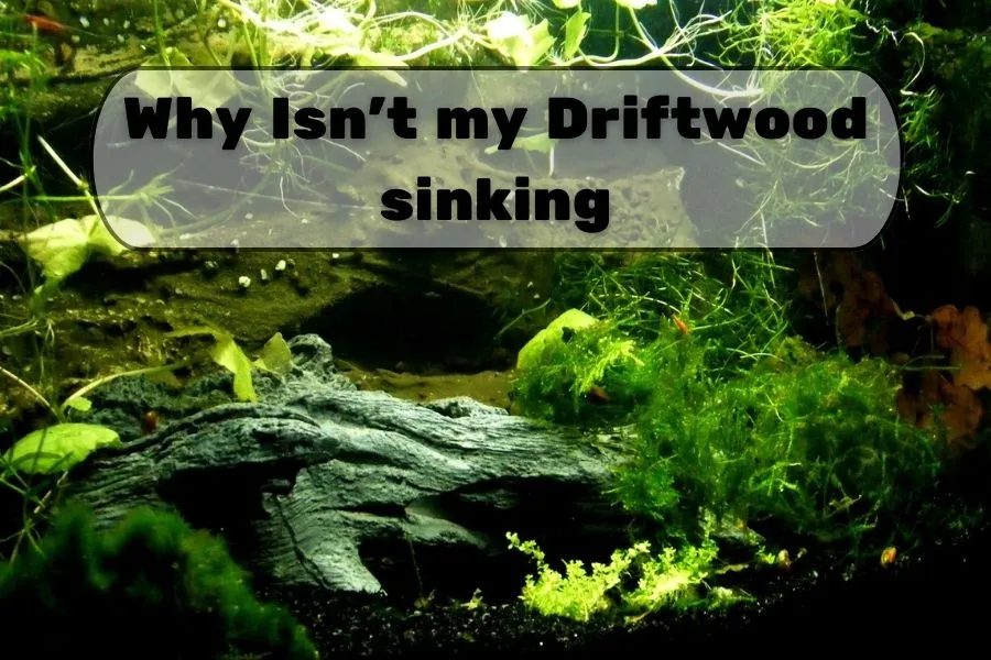 Why Isn't my Driftwood sinking
