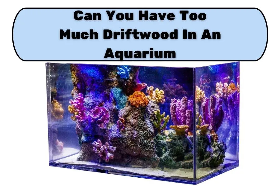 can you have too much driftwood in an aquarium