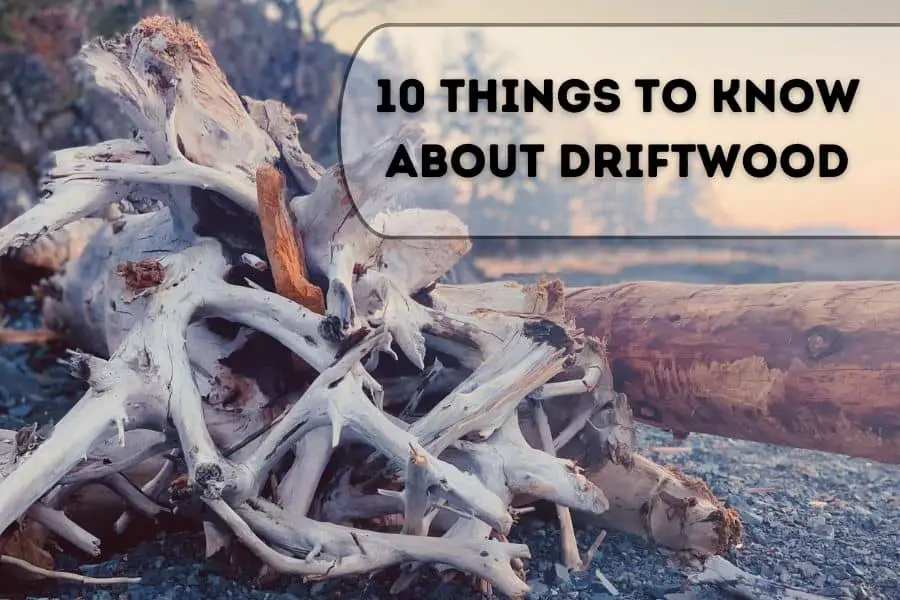 10-Things-To-Know-About-Driftwood