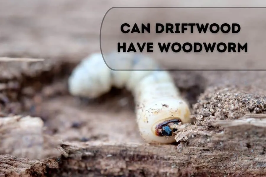 Can-Driftwood-Have-Woodworm