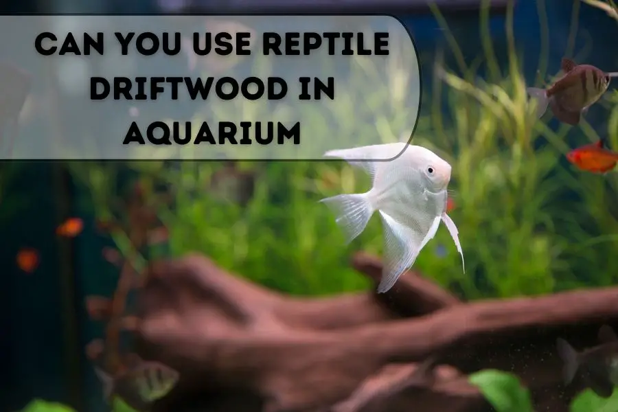 Can-You-Use-Reptile-Driftwood-in-Aquarium