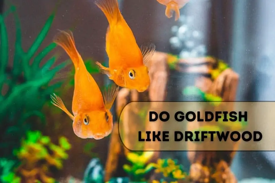 Do-Goldfish-like-Driftwood-1
