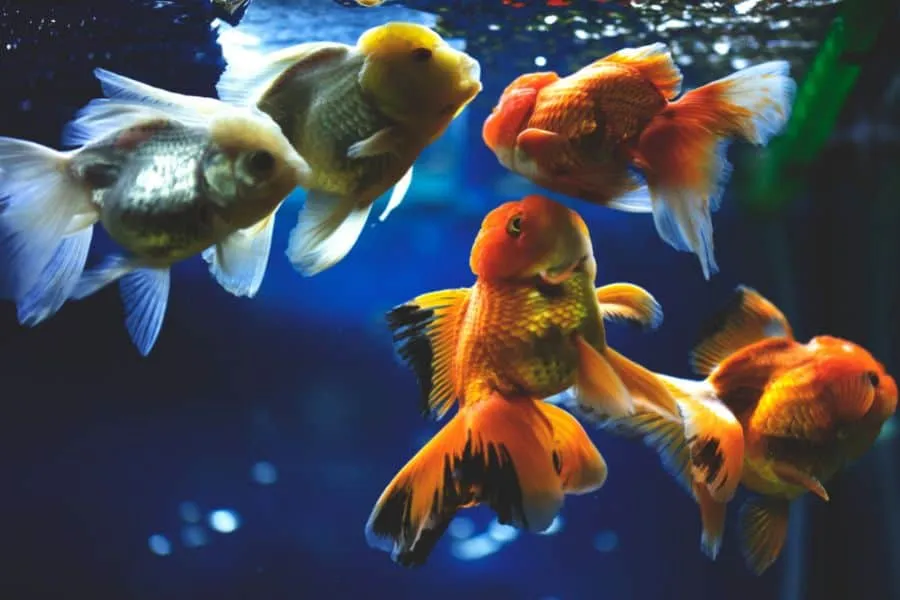 Goldfish group
