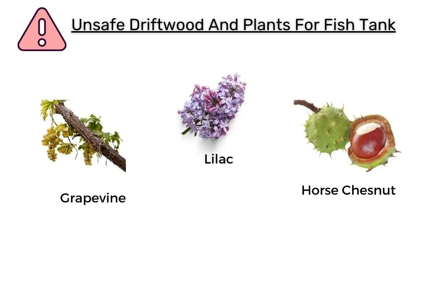 Unsafe-Driftwood-And-Plants-For-Fish-Tank-2