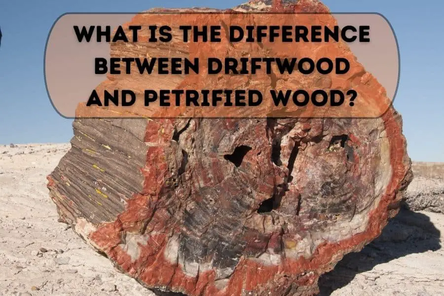 What is the Difference Between Driftwood and Petrified Wood