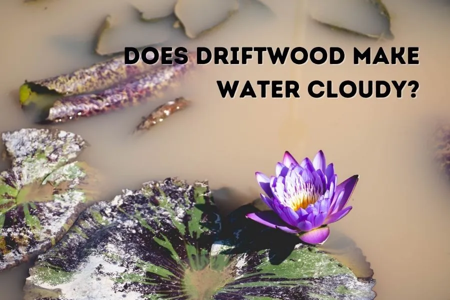 Does Driftwood Make Water Cloudy