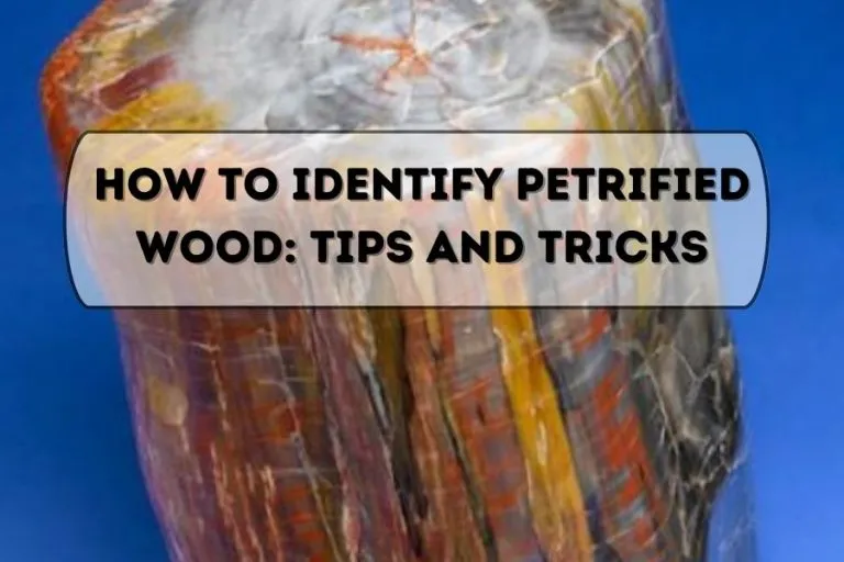 How to Identify Petrified Wood Tips and Tricks Driftwood Academy