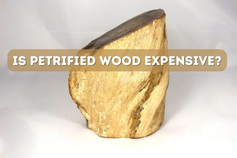 Is Petrified Wood expensive