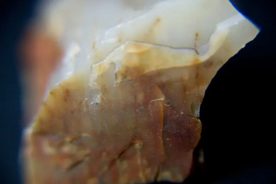 Petrified-Wood-The-Fascinating-Process-of-Fossilization-3
