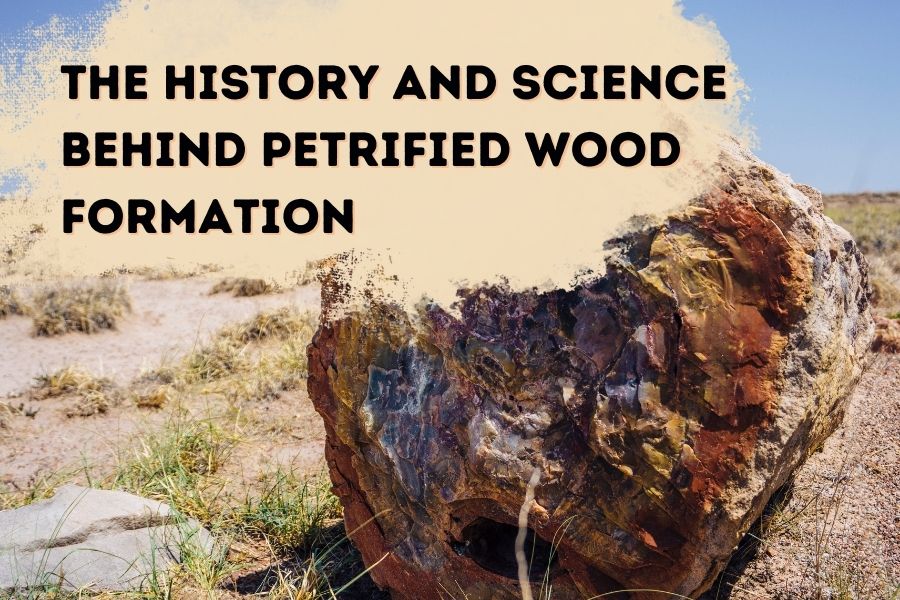 The-History-and-Science-Behind-Petrified-Wood-Formation