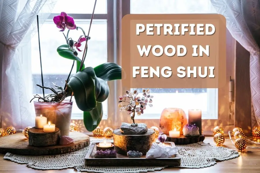 The Meaning and Uses of Petrified Wood in Feng Shui