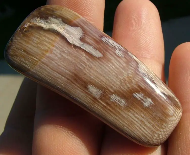 How to Identify Petrified Wood Tips and Tricks Driftwood Academy