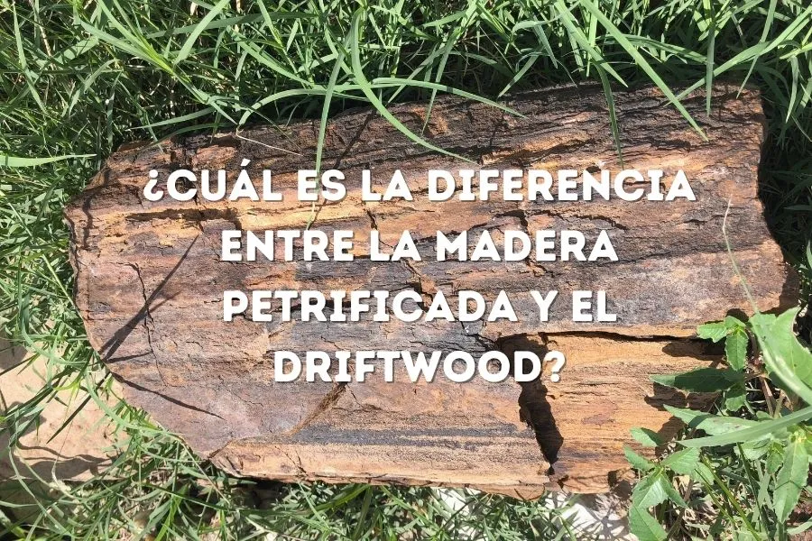 ¿Cuál es la Diferencia entre la Madera Petrificada y el Driftwood