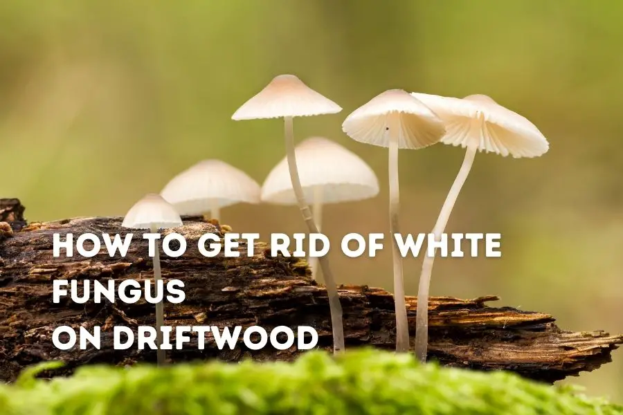 How to Get Rid of White Fungus on Driftwood