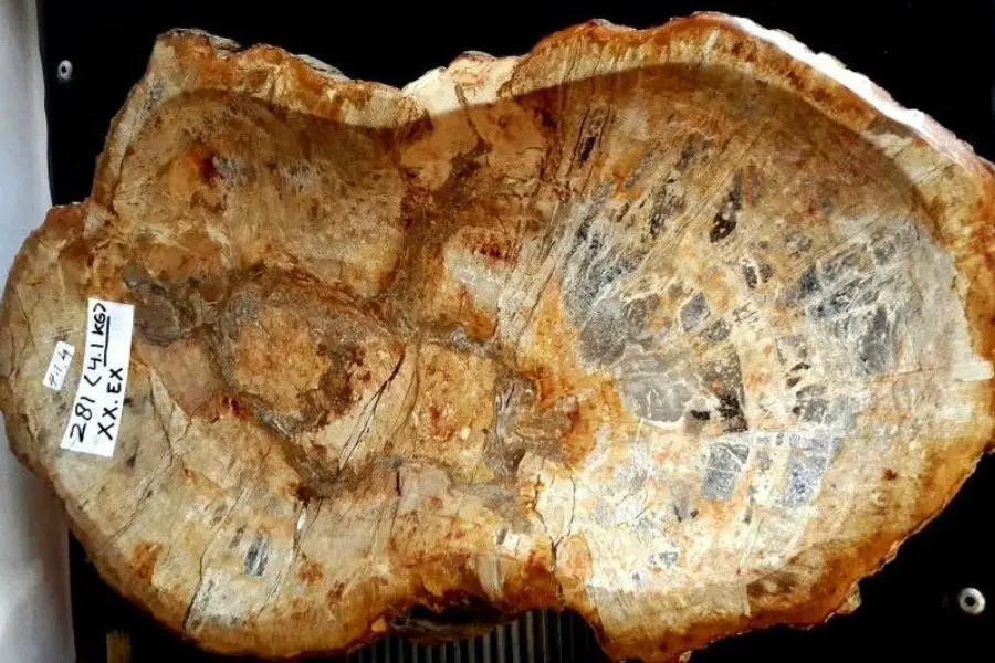 Petrified Wood Tabletop