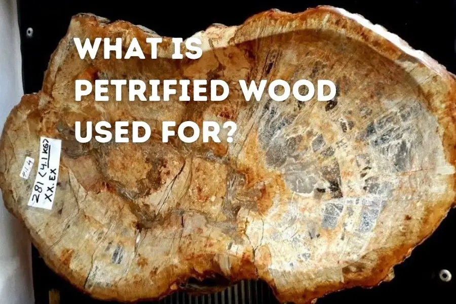 What-Is-Petrified-Wood-Used-For