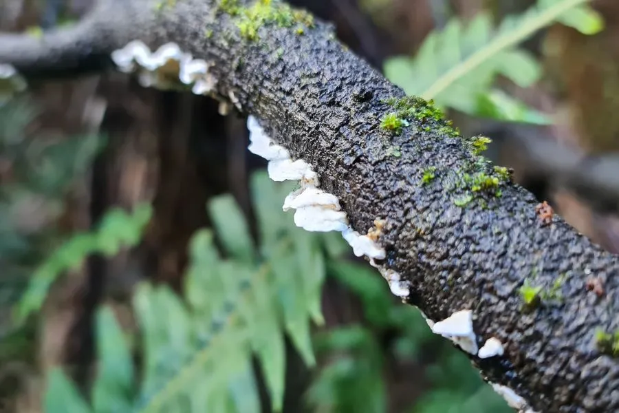 White Fungus on Driftwood