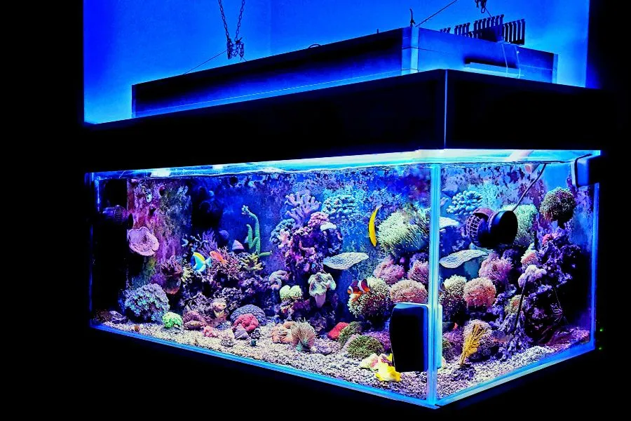 fish tank2