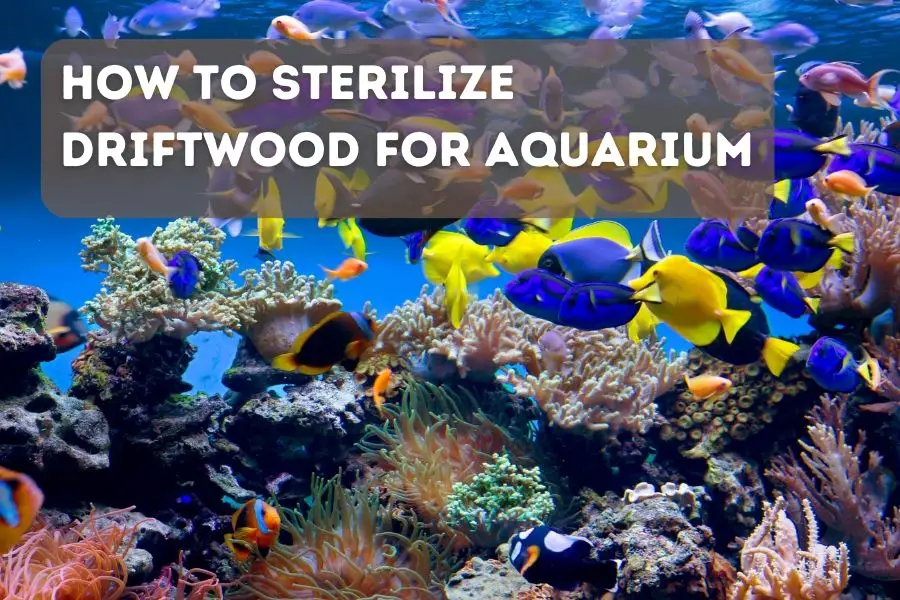 How to Sterilize Driftwood for Aquarium